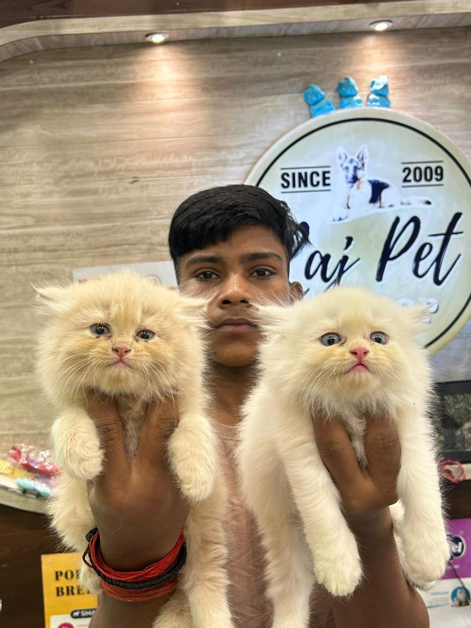 persian-kittens-available-at-raj-pet-shop-iid-740164